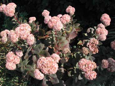 Sedum 'Matrona' Sedum 'Matrona'