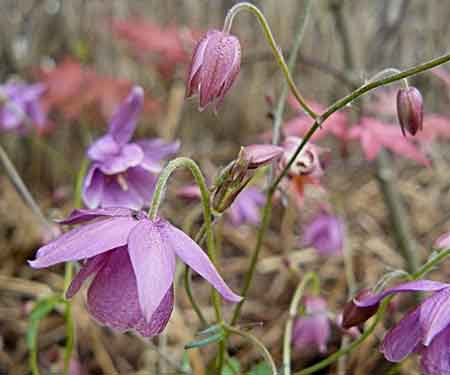 Semiaquilegia ecalcarata