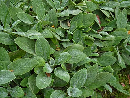 Stachys lanata ‘Big Ears' 
