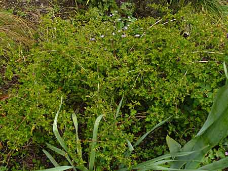 Stephandra incisa 'Crispa' Stephandra incisa 'Crispa'