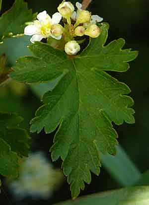 Stephandra incisa 'Crispa' Stephandra incisa 'Crispa'