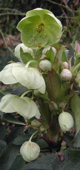 Hellébore sternii 'Blackthorn strain'