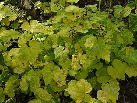Tolmiea menziesii Tolmiea menziesii