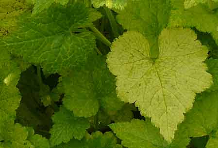 Tolmiea menziesii Tolmiea menziesii
