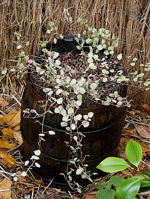 Fuchsia procumbens 'Variegata'