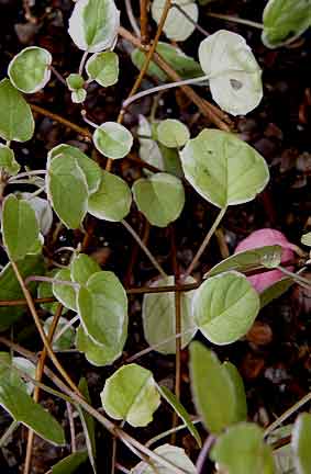 Fuchsia procumbens 'Variegata'