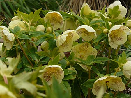 hellebore5891.jpg